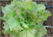 Lettuce Oak Leaf